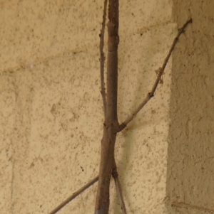 Acrophylla titan at Wingecarribee Local Government Area - suppressed