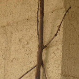 Acrophylla titan at suppressed by Curiosity