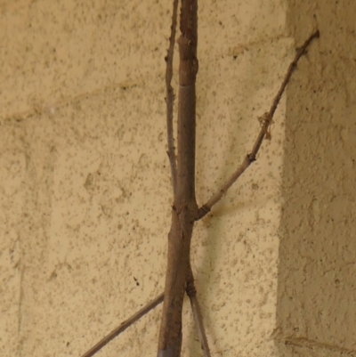 Acrophylla titan (Titan Stick Insect) at Braemar, NSW - 3 Dec 2023 by Curiosity