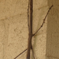 Acrophylla titan (Titan Stick Insect) at Wingecarribee Local Government Area - 3 Dec 2023 by Curiosity