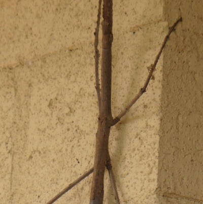 Acrophylla titan (Titan Stick Insect) at Wingecarribee Local Government Area - 3 Dec 2023 by Curiosity
