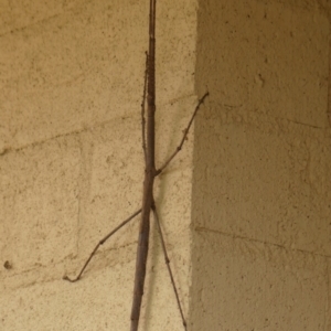 Acrophylla titan at Wingecarribee Local Government Area - 4 Dec 2023