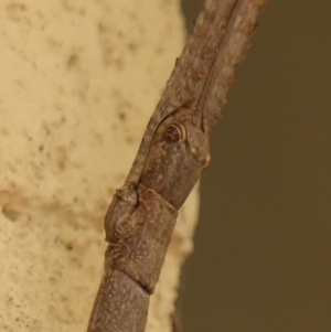 Acrophylla titan at Wingecarribee Local Government Area - suppressed