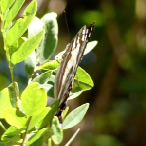 Charaxes sempronius at Wingecarribee Local Government Area - 6 Dec 2023