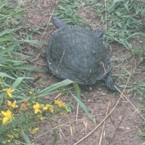 Chelodina longicollis at Wright, ACT - 9 Dec 2023 07:25 AM