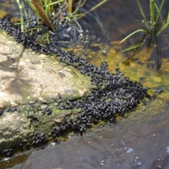 Rhinella marina at Ormiston, QLD - 9 Dec 2023 by TimL