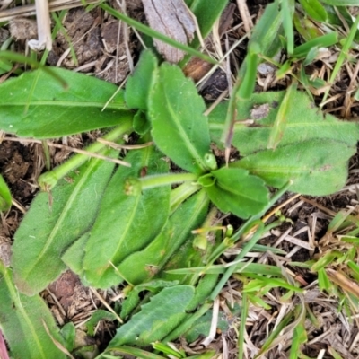 Solenogyne gunnii (Solengyne) at Jincumbilly, NSW - 9 Dec 2023 by trevorpreston
