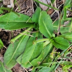 Solenogyne gunnii at Jincumbilly, NSW - 9 Dec 2023 12:56 PM