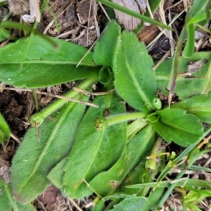 Solenogyne gunnii at Jincumbilly, NSW - 9 Dec 2023 12:56 PM