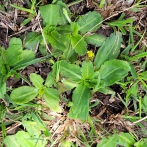 Solenogyne gunnii at Jincumbilly, NSW - 9 Dec 2023 12:56 PM