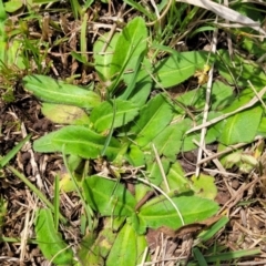 Solenogyne gunnii at Jincumbilly, NSW - 9 Dec 2023