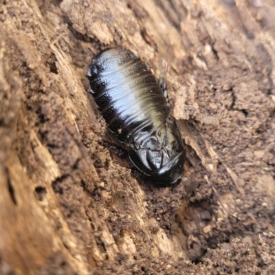 Panesthia australis (Common wood cockroach) at Jincumbilly, NSW - 9 Dec 2023 by trevorpreston