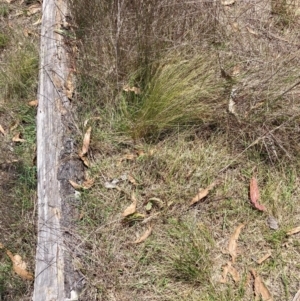 Nassella trichotoma at Mount Majura - 5 Dec 2023 12:27 PM