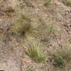 Nassella trichotoma at Mount Majura - 5 Dec 2023 12:27 PM