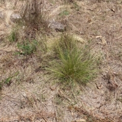 Nassella trichotoma at Mount Majura - 5 Dec 2023 12:27 PM