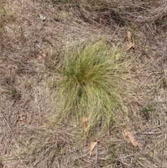 Nassella trichotoma at Mount Majura - 5 Dec 2023 12:27 PM