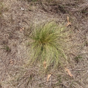 Nassella trichotoma at Mount Majura - 5 Dec 2023