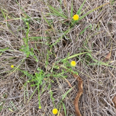 Calotis lappulacea (Yellow Burr Daisy) at Watson, ACT - 7 Dec 2023 by waltraud