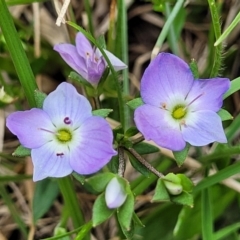 Veronica gracilis (Slender Speedwell) at Native Dog TSR - 9 Dec 2023 by trevorpreston