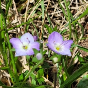 Veronica gracilis at Jincumbilly, NSW - 9 Dec 2023