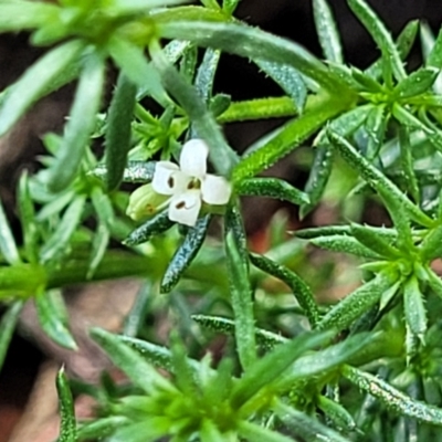 Asperula conferta (Common Woodruff) at Native Dog TSR - 9 Dec 2023 by trevorpreston