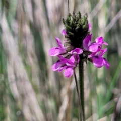 Cullen microcephalum (Dusky Scurf-pea) at Jincumbilly, NSW - 9 Dec 2023 by trevorpreston