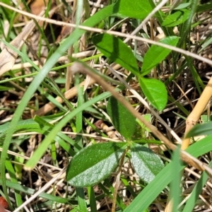 Cullen microcephalum at Jincumbilly, NSW - 9 Dec 2023