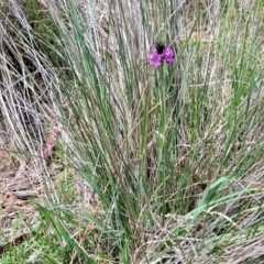 Cullen microcephalum at Jincumbilly, NSW - 9 Dec 2023