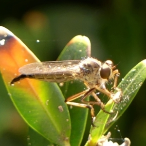 Cerdistus sp. (genus) at suppressed by Curiosity