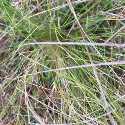 Nassella trichotoma (Serrated Tussock) at The Fair, Watson - 7 Dec 2023 by waltraud