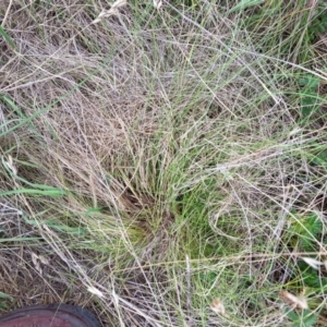 Nassella trichotoma at Mount Majura - 7 Dec 2023