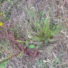 Nassella trichotoma at Mount Majura - 7 Dec 2023