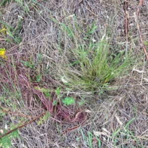 Nassella trichotoma at Mount Majura - 7 Dec 2023