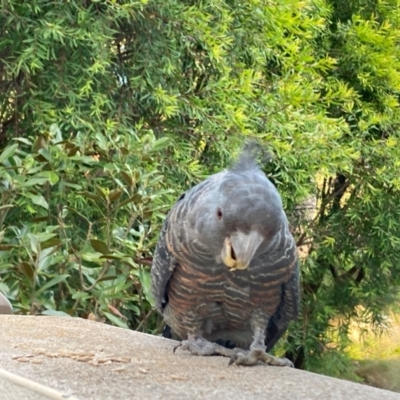 Callocephalon fimbriatum (Gang-gang Cockatoo) at Hackett, ACT - 6 Dec 2023 by waltraud