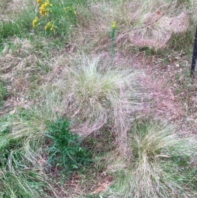 Nassella trichotoma (Serrated Tussock) at Mount Ainslie - 7 Dec 2023 by waltraud