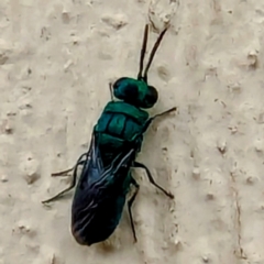 Chrysididae (family) (Cuckoo wasp or Emerald wasp) at Lions Youth Haven - Westwood Farm - 9 Dec 2023 by HelenCross