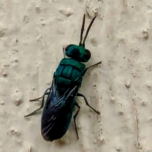 Chrysididae (family) at Lions Youth Haven - Westwood Farm A.C.T. - 9 Dec 2023