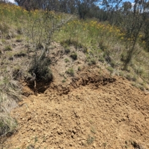 Sus scrofa at Bullen Range - 4 Dec 2023