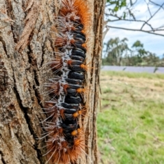 Chelepteryx collesi (White-stemmed Gum Moth) at Lions Youth Haven - Westwood Farm A.C.T. - 9 Dec 2023 by HelenCross