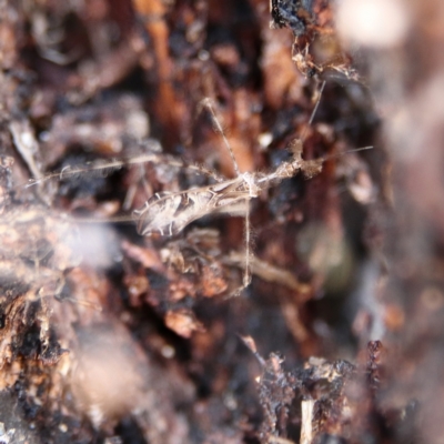 Stenolemus sp. (genus) (Thread-legged assassin bug) at Higgins Woodland - 7 Dec 2023 by MichaelWenke