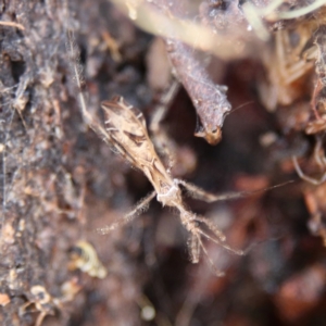 Stenolemus sp. (genus) at Higgins Woodland - 7 Dec 2023