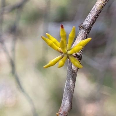 Eucalyptus stellulata (Black Sally) at Native Dog TSR - 9 Dec 2023 by trevorpreston