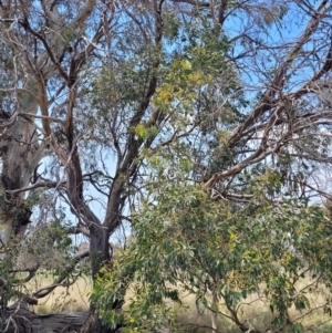 Eucalyptus stellulata at Jincumbilly, NSW - 9 Dec 2023