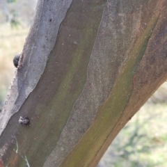 Eucalyptus stellulata at Native Dog TSR - 9 Dec 2023 12:46 PM