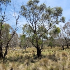 Eucalyptus stellulata at Native Dog TSR - 9 Dec 2023 12:46 PM