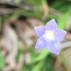 Wahlenbergia multicaulis (Tadgell's Bluebell) at Native Dog TSR - 9 Dec 2023 by trevorpreston