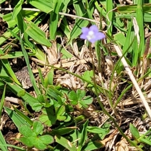 Wahlenbergia multicaulis at Jincumbilly, NSW - 9 Dec 2023