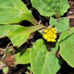 Cymbonotus sp. (preissianus or lawsonianus) (Bears Ears) at Native Dog TSR - 9 Dec 2023 by trevorpreston