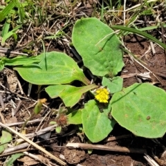 Cymbonotus sp. (preissianus or lawsonianus) at Jincumbilly, NSW - 9 Dec 2023