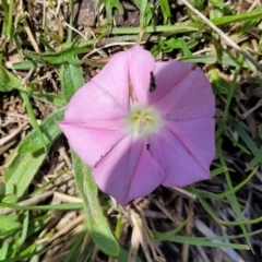 Convolvulus angustissimus subsp. angustissimus (Australian Bindweed) at Native Dog TSR - 9 Dec 2023 by trevorpreston